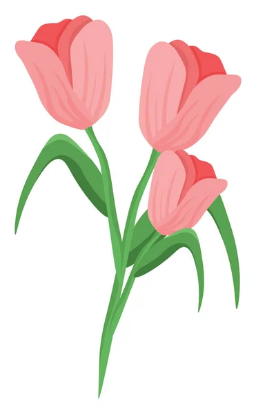 Tulipas Cor Rosa Ilustração Vetor Sobre Fundo Branco —  Vetores de Stock