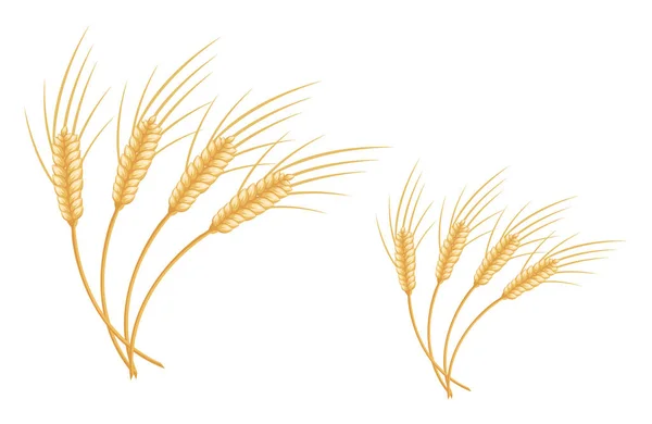 Dry Wheat Illustration Vector White Background — Stock Vector