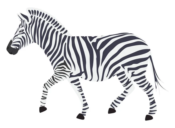 Malá Zebra Ilustrace Vektor Bílém Pozadí — Stockový vektor