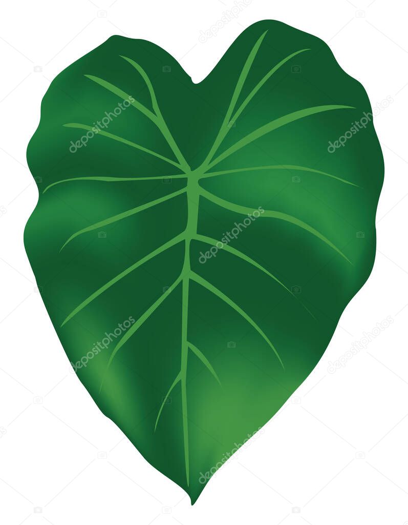 Taro leaf, illustration, vector on white background