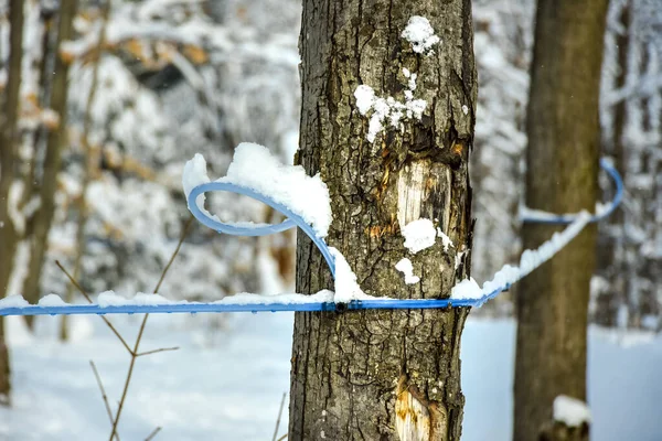 Maple water tubing in a snowy maple forest in winter