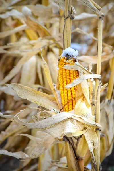 気候変動のために収穫されていない黄色のトウモロコシ — ストック写真