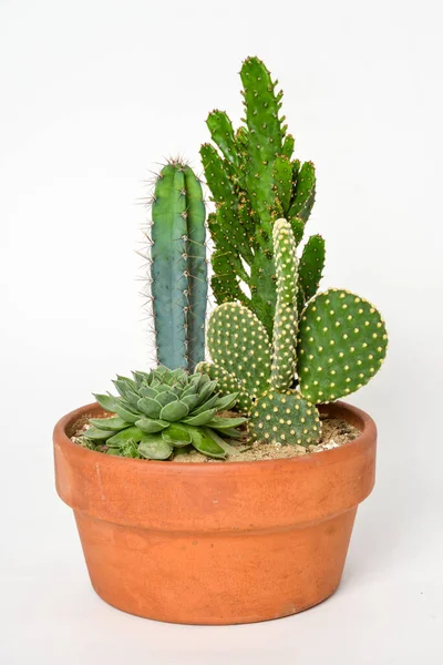 Petit cactus aux épines dans un pot sur fond blanc — Photo