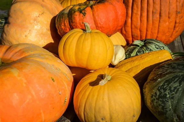 Sonbahar sezonunda Quebec çiftliğinde bir grup renkli kabak ve balkabağı..