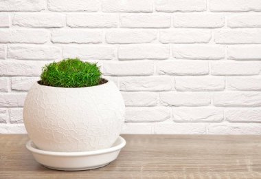 Ahşap bir masa üzerinde bir tencerede Çim, arka planda bir tuğla duvar