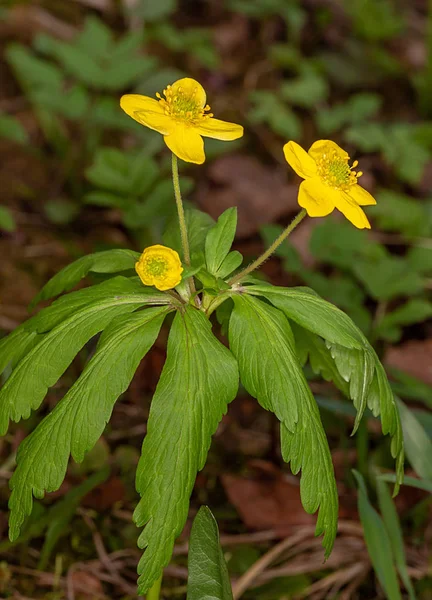 Manteiga Amarela. Ranunculus acris . — Fotografia de Stock