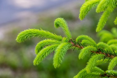 Ladin, böbrekler genç sürgünler