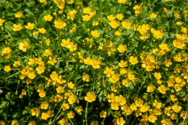 Ranunculus acris - äng smörblomma, lång smörblomma, vanlig smörblomma, jätte smörblomma. Stockbild