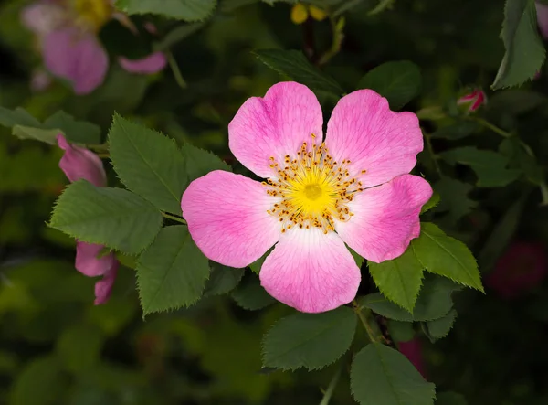 Rosa rosa selvagem. Rosa flor do quadril . — Fotografia de Stock