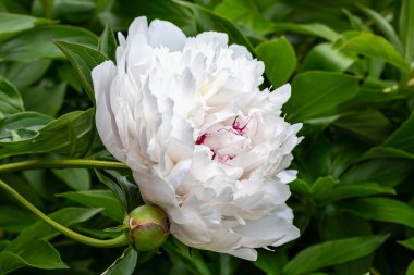 Beyaz peonies çiçek açmış. Beyaz peonies Bahçe Bush.