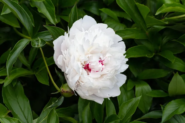 Kwitnące białe Peonie. Bush ogród biały piwonie. — Zdjęcie stockowe