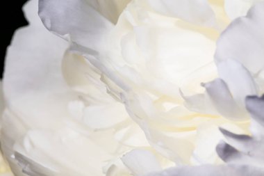 Arka plan beyaz zavallı yaprakları. Beyaz peonies Bahçe. 