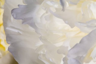 Arka plan beyaz zavallı yaprakları. Beyaz peonies Bahçe. 