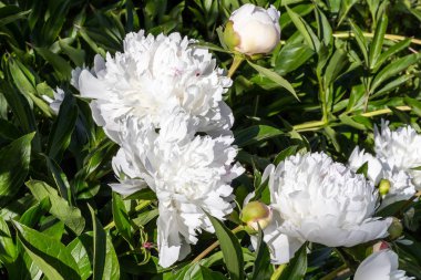 Beyaz peonies çiçek açmış. Beyaz peonies Bahçe Bush.