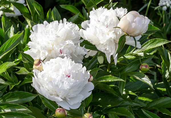 Beyaz peonies çiçek açmış. Beyaz peonies Bahçe Bush.