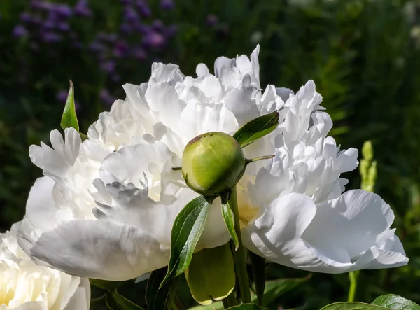 Peonías blancas florecientes. Jardín Bush de peonías blancas . —  Fotos de Stock