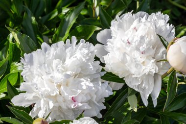 Beyaz peonies çiçek açmış. Beyaz peonies Bahçe Bush.