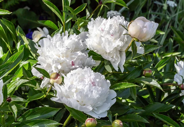 Beyaz peonies çiçek açmış. Beyaz peonies Bahçe Bush.