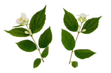 Yasemin beyaz izole. Yasemin çiçek şube