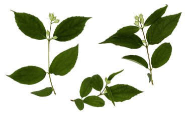 Yasemin beyaz izole. Yasemin çiçek şube