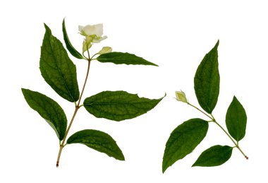 Yasemin beyaz izole. Yasemin çiçek şube