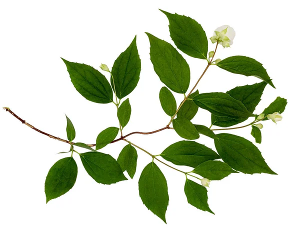 Yasemin beyaz izole. Yasemin çiçek şube