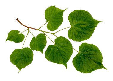 Linden şube üzerinde beyaz izole. Malzeme tasarımı için