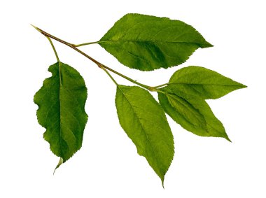 Elma yaprak. Elma ağacı dalı.