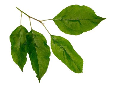 Elma yaprak. Elma ağacı dalı.