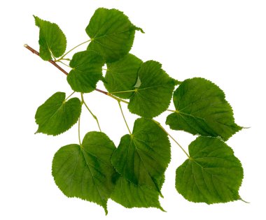 Beyaz izole Linden şube.