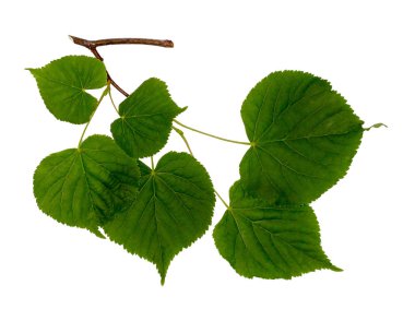Beyaz izole Linden şube. 