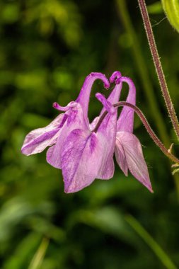 Scarlet poppy. Bahçe haşhaş.