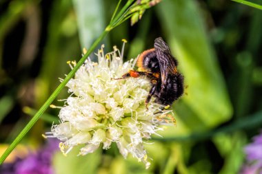 Bumblebee nektar çiçek açan soğan toplar..