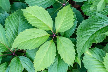 yeşil yaprakların arkaplanı