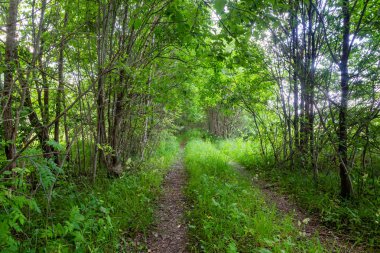 Yolda kırık parça,