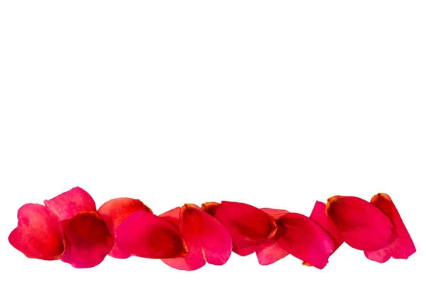 Path of rose petals. Red rose.