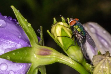 Çiçek üzerinde uçmak. Macrophoto