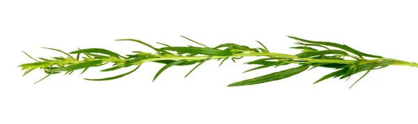 Dragon. Dragon gren på en vit bakgrund. Ingredienser för matlagning. — Stockfoto