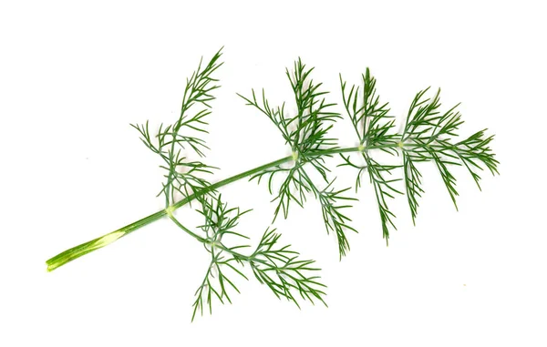 Dill. Dill gren på vit bakgrund. Ingredienser för matlagning. — Stockfoto