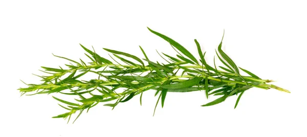 Tarragon. Ramura Tarragon pe un fundal alb. Ingrediente pentru gătit . — Fotografie, imagine de stoc