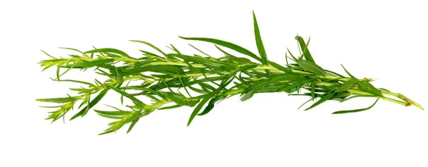 Tarragon. Tarragon branch on a white background. Ingredients for cooking. — Stock Photo, Image