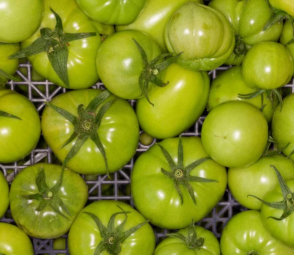 Unreife Tomaten, die in einer Schachtel reifen. — Stockfoto