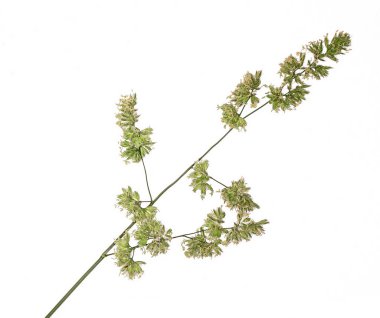 Vahşi Buğday otu. Çökmekte tohumları