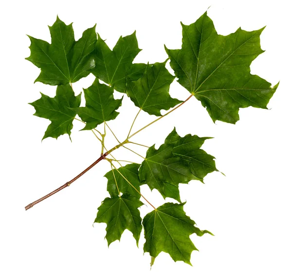 Javor větev na bílém pozadí. Zelené javorové listy — Stock fotografie
