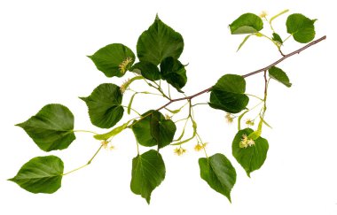 Çiçekler ve yapraklar ıhlamur.