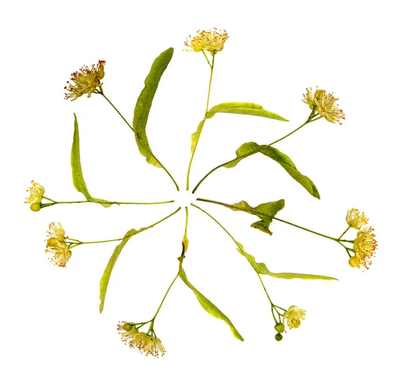 Bloemen en zaden van een Linden — Stockfoto