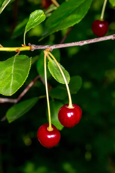 Zwei Kirschen auf einem Zweig. Kirschen in Wassertropfen. — Stockfoto