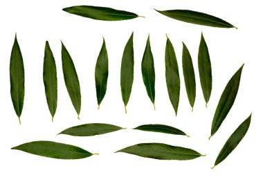 Beyaz söğüt veya beyaz söğüt