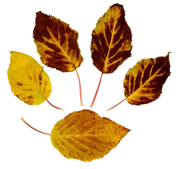 Autunno foglie gialle isolate su sfondo bianco — Foto Stock