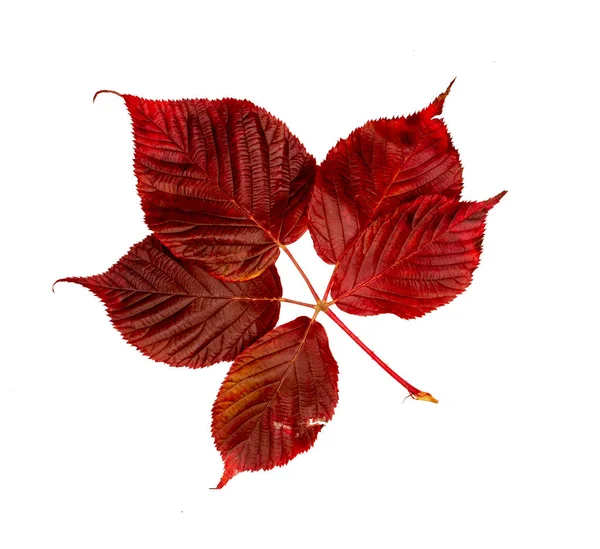 Hoja de otoño carmesí. Aislar en blanco — Foto de Stock